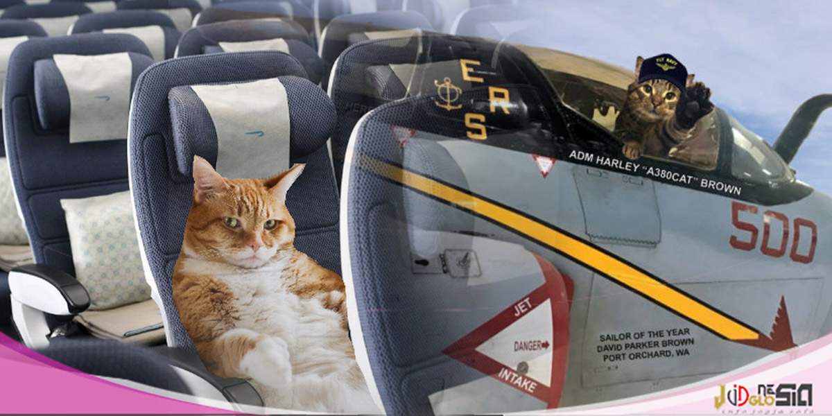 Hindari Stress, Begini Cara Kirim Kucing Ke Luar Kota Dengan Aman