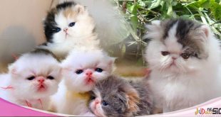 Cara Merawat Kucing Persia Umur 2 Bulan Tanpa Induk