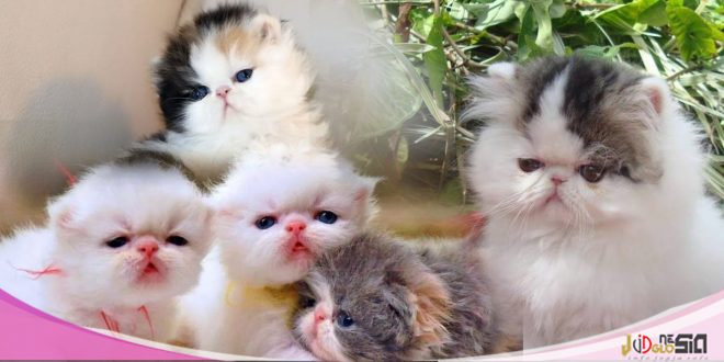 Cara Merawat Kucing Persia Umur 2 Bulan Tanpa Induk