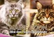 Kucing Maine Coon - Begini Sifat dan Harga Pasaran di Indonesia