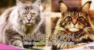 Kucing Maine Coon - Begini Sifat dan Harga Pasaran di Indonesia