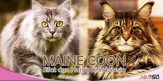 Kucing Maine Coon - Begini Sifat dan Harga Pasaran di Indonesia