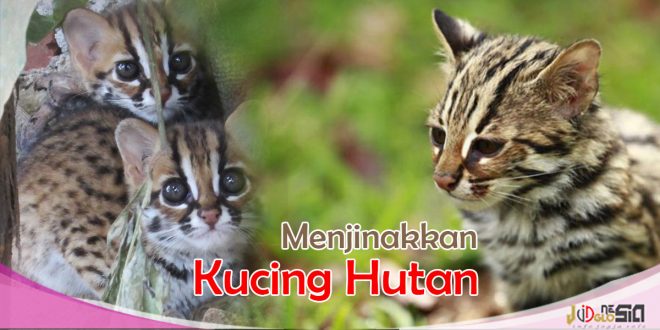 Cara Merawat Kucing Hutan Biar Jinak dan Nurut