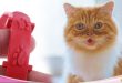 Bahaya Kalung Anti Kutu Kucing dan bagaimana Cara Kerjanya