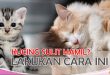 Mengatasi Kucing yang Sulit Hamil Dengan Penyubur Kandungan