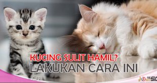 Mengatasi Kucing yang Sulit Hamil Dengan Penyubur Kandungan