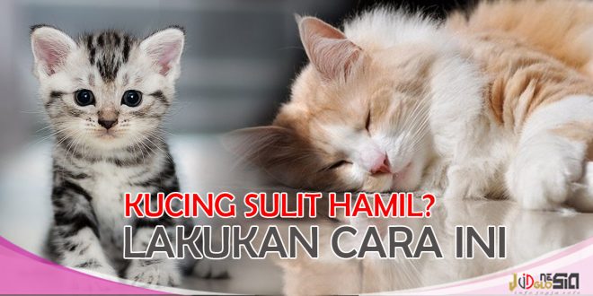 Mengatasi Kucing yang Sulit Hamil Dengan Penyubur Kandungan