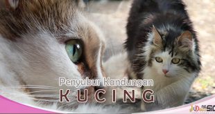 Penyubur Kandungan Kucing Agar Kucing Cepat Hamil