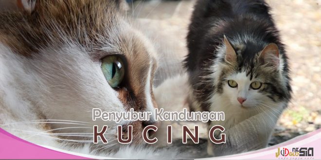 Penyubur Kandungan Kucing Agar Kucing Cepat Hamil