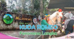 Pesona Wisata Tawangmangu Viral Dengan Hadirnya Kuda Romeo