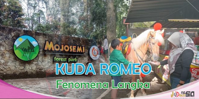 Pesona Wisata Tawangmangu Viral Dengan Hadirnya Kuda Romeo