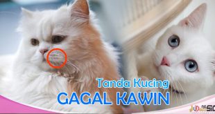 Ciri-ciri Kucing Gagal Kawin: Mengenal Penyebab dan Pencegahan