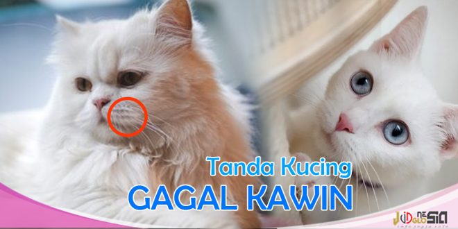 Ciri-ciri Kucing Gagal Kawin: Mengenal Penyebab dan Pencegahan